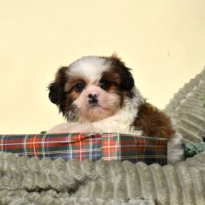 teddy bear puppy for sale
