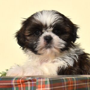 zuchon puppies for sale