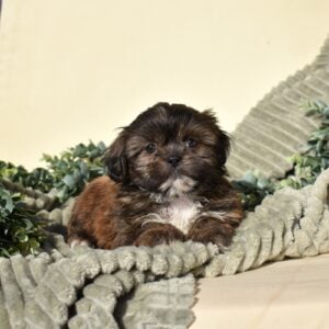 zuchon puppies for sale