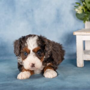 bernedoodle mini
