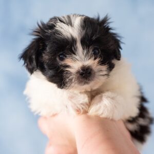cute small dog puppies