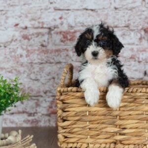 micro bernedoodles for sale