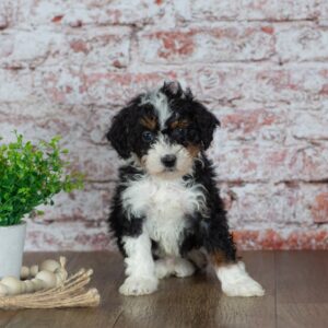 micro mini bernedoodle