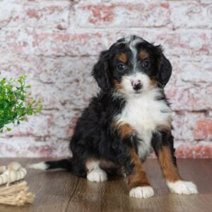 micro mini bernedoodle paw tale puppies