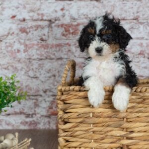 micro mini bernedoodles