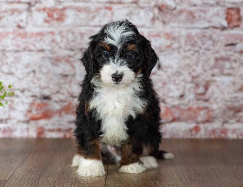 mini bernedoodle