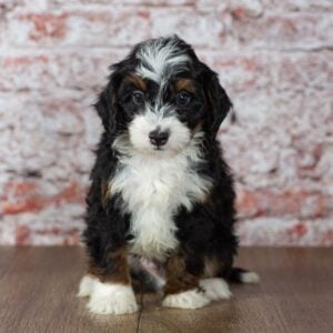 mini bernedoodle