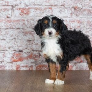 mini bernedoodle breeders