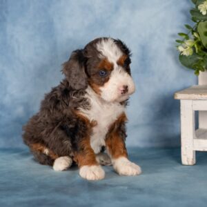 mini bernedoodle for sale