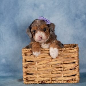 mini bernedoodle near me