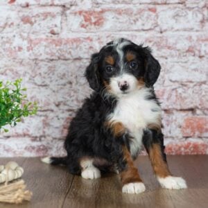mini bernedoodle near me