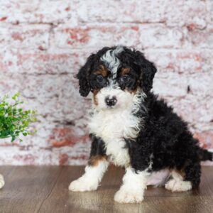 mini bernedoodle puppies for sale