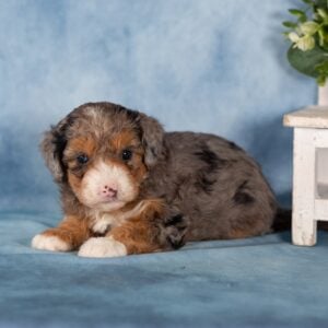 mini bernedoodle puppies for sale