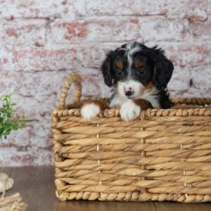 mini bernedoodle puppies for sale