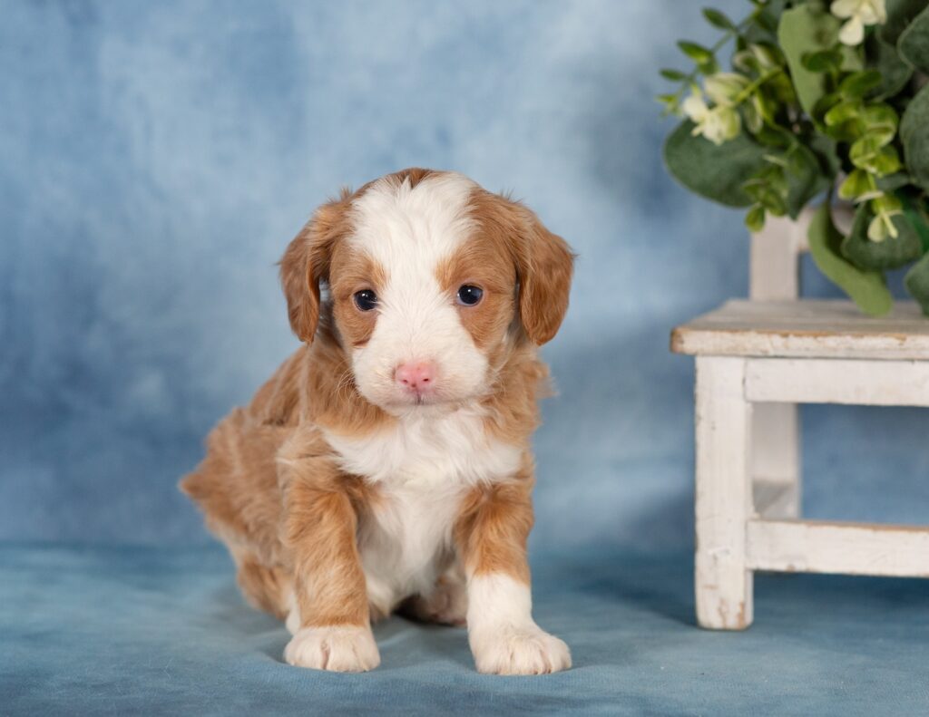 mini bernedoodle puppy