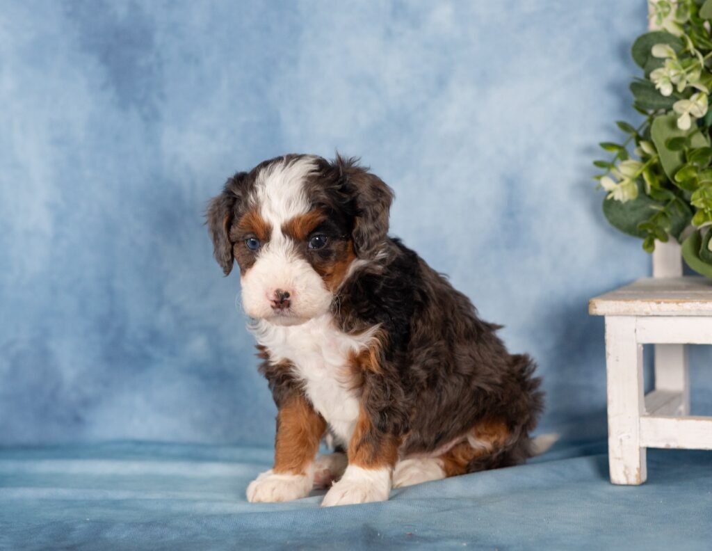 mini bernedoodles