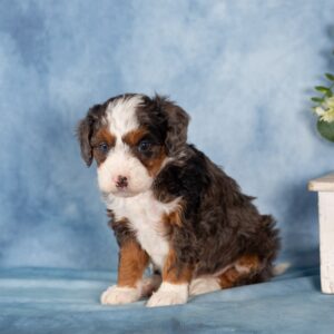 mini bernedoodles