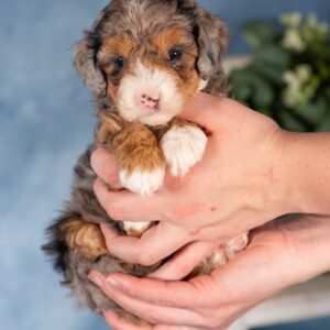 mini bernedoodles for sale in pa