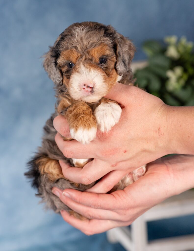 mini bernedoodles for sale in pa