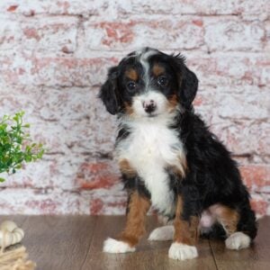 mini bernedoodles for sale