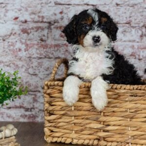miniature bernedoodle