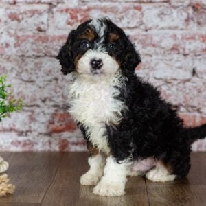 miniature bernedoodle breeders