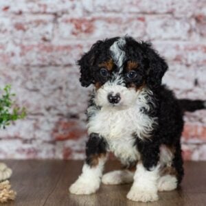 miniature bernedoodle puppies