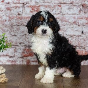 miniature bernedoodle puppies for sale