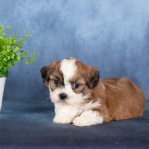 puppy shichon