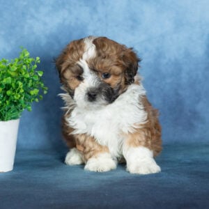 shichon dog puppies for sale
