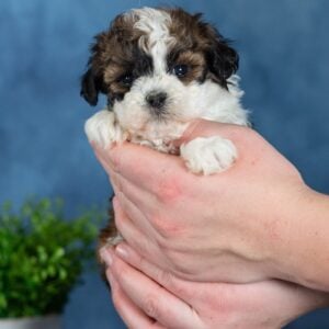 shichon puppies