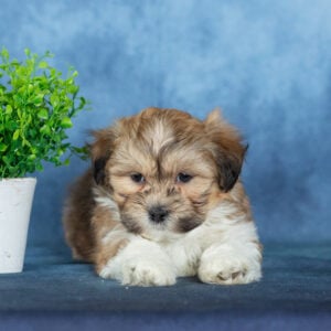 shichon puppies