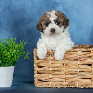 shichon puppies for adoption