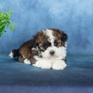 shichon puppies for sale near me