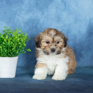 shichon puppy