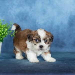 shichon puppy breeders