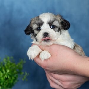shichon zuchon puppies
