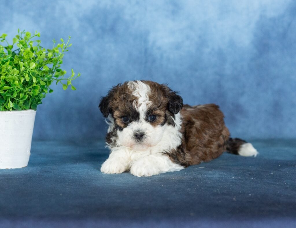 shichon zuchon puppies for sale