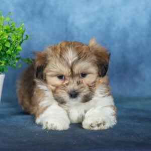 shichon zuchon puppies for sale