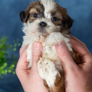 teacup shichon puppies for sale