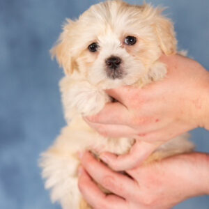 teddy bear puppies family friendly
