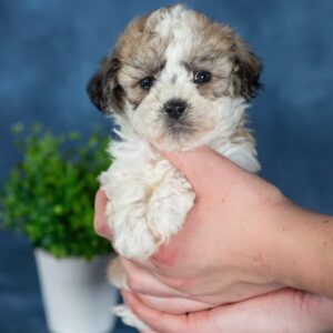 teddy bear puppies for sale near me paw tale puppies