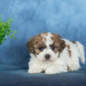 zuchon puppies for sale