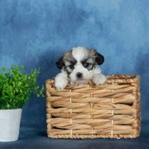 zuchon puppies for sale in pa
