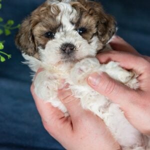 zuchon puppies near me