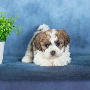 zuchon puppy breeders