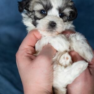 zuchon teddy bear puppies