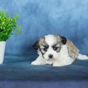 zuchon teddy bear puppies for sale