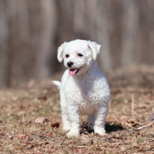 Bichon Adult Beauty
