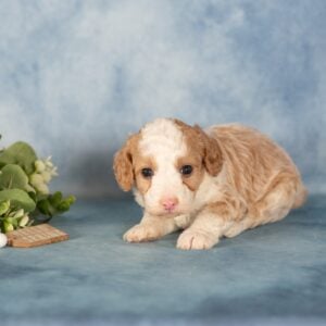 mini bernedoodle puppies